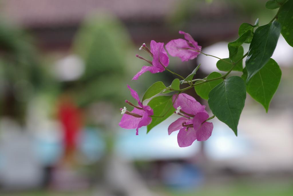 Tirta Sari Bungalow Pemuteran  Luaran gambar